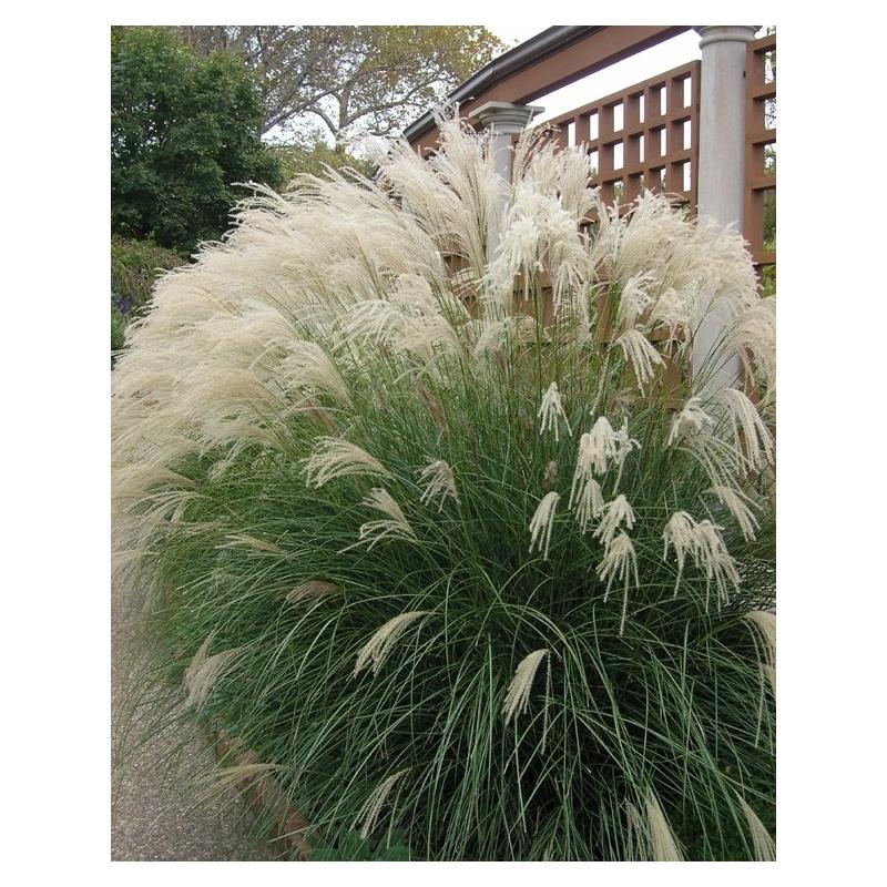 Miskant chiński Yaku Jima sadzonki trawy