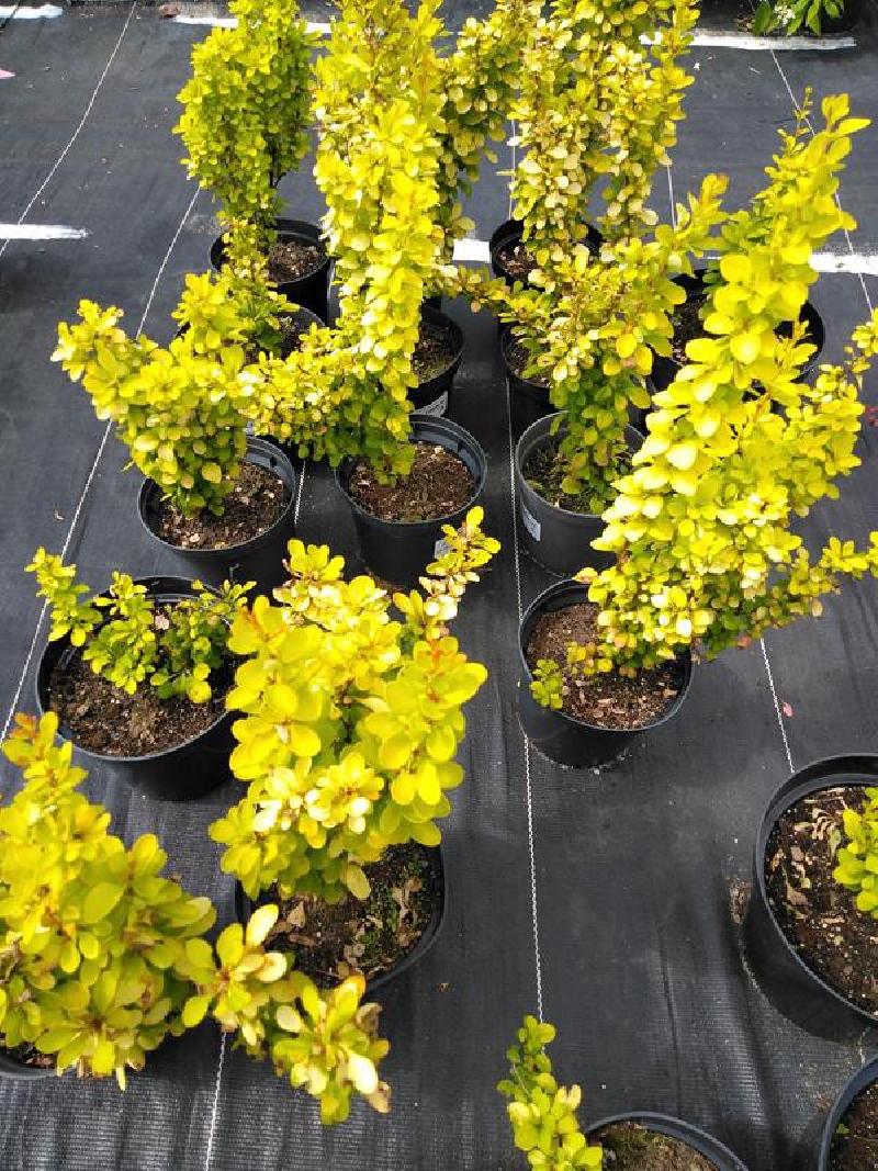 Wąski, kolumnowy krzew berberysu 'Maria' z intensywnie żółtymi liśćmi, przebarwiający się na pomarańczowo-czerwono jesienią.