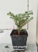 Świerk pospolity 'Nidiformis', Picea abies sadzonki