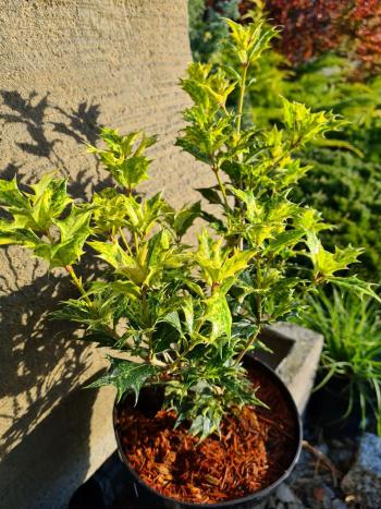 Osmantus kolczasty Tricolor sadzonki