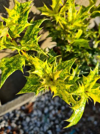 Osmantus kolczasty Tricolor sadzonki