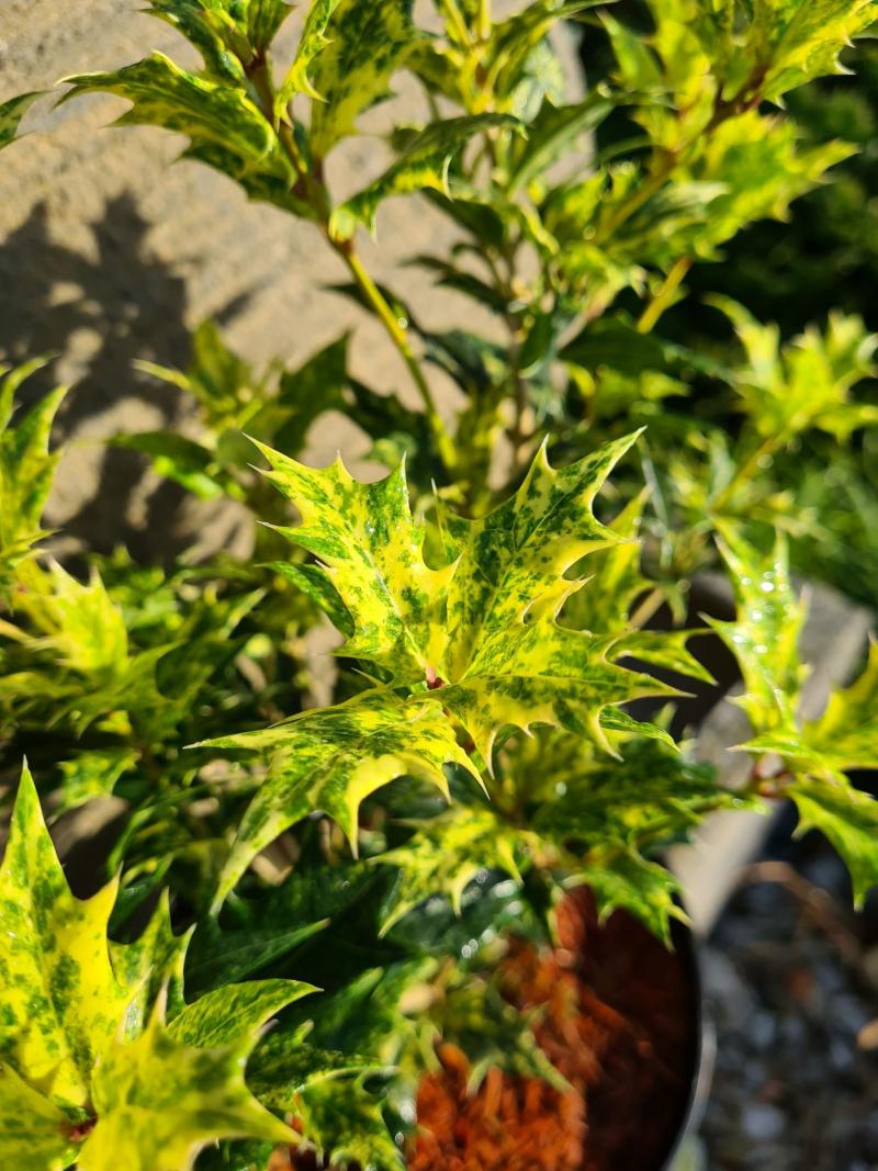 Osmantus różnolistny Tricolor - wończa sadzonki