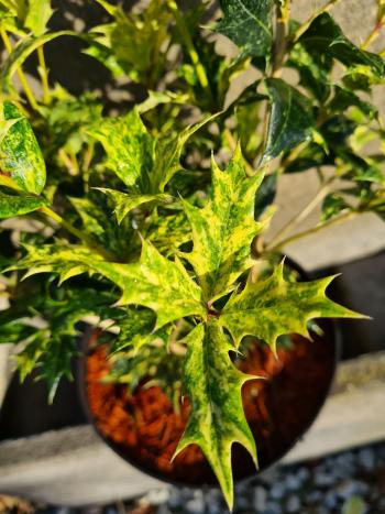 Osmantus kolczasty Tricolor sadzonki