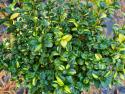 Dwukolorowe, zielono-kremowe liście bukszpanu 'Variegata'