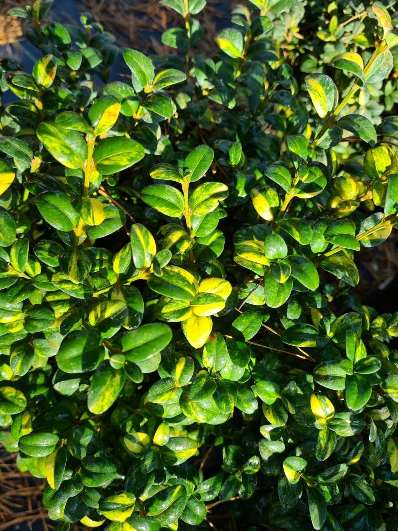 Dwukolorowe, zielono-kremowe liście bukszpanu 'Variegata'