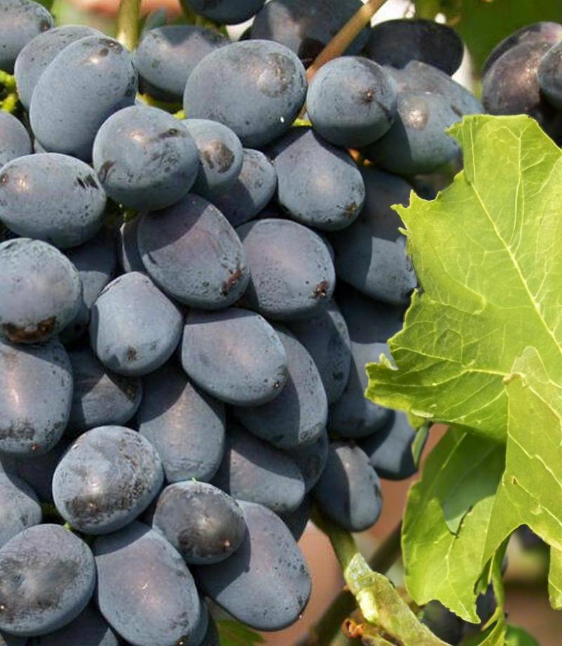 Winorośl winogrona Alwood sadzonki