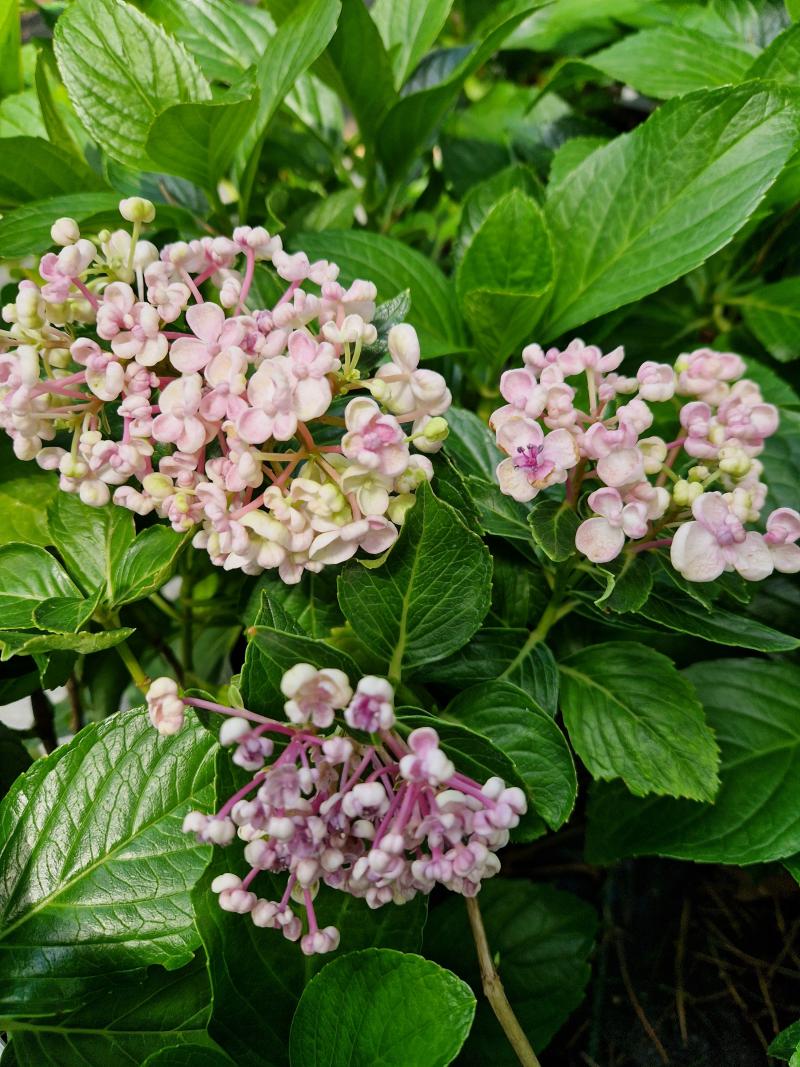 Hortensja ogrodowa 'Ayesha' - Hydrangea