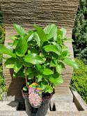 Hortensja ogrodowa 'Ayesha' - Hydrangea
