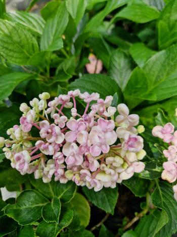 Hortensja ogrodowa 'Ayesha' - Hydrangea